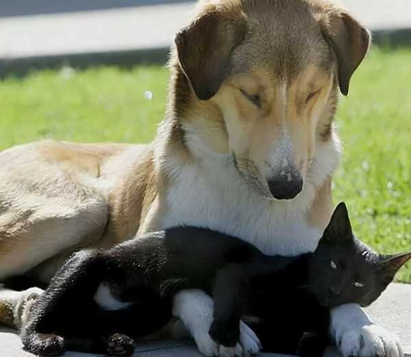 заблуждения про собак и кошек