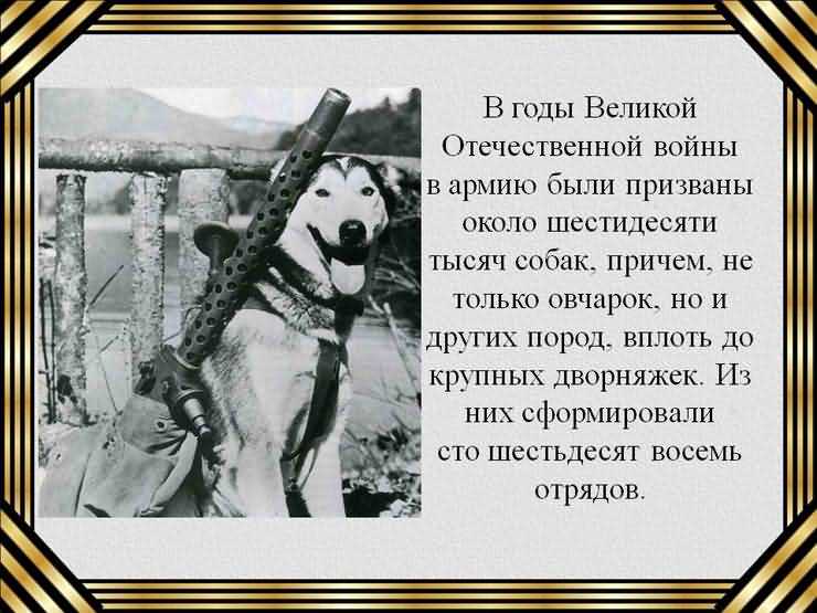 собаки Великой Отечественной войне