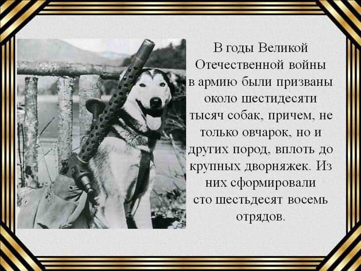 собаки Великой Отечественной войне