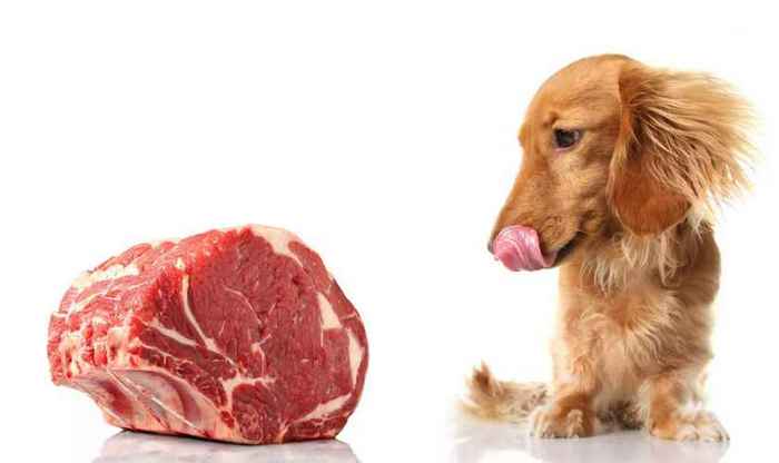 собаку кормят сырым мясом