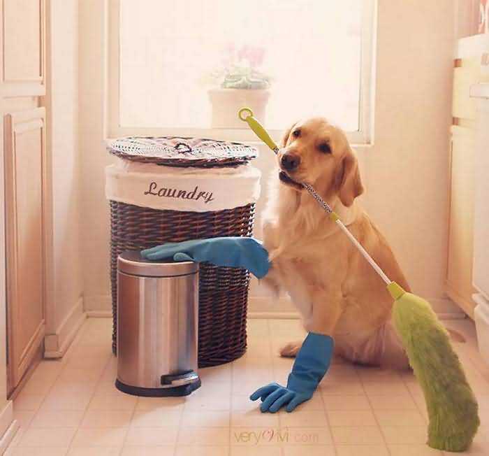 соблюдайте чистоту в арендованной квартире, если снимаете её с собакой