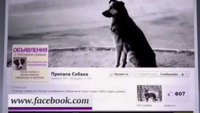 запустіть оголошення в соцмережі про зникнення собаки
