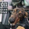 Спасение собак в России и Казахстане во время небывалых паводков