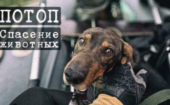 Спасение собак в России и Казахстане во время небывалых паводков