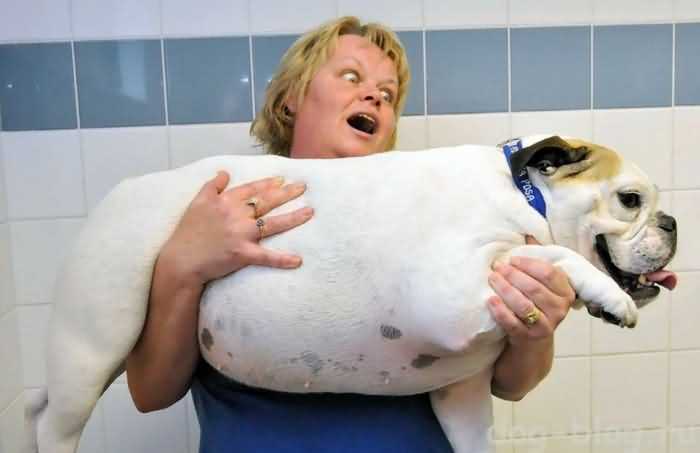 толстая собака
