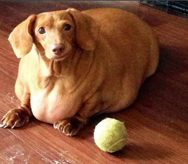 толстая собака