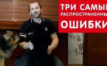 Воспитание щенка любой породы: 3 самые главные ошибки хозяина Воспитание щенка любой породы: 3 самые главные ошибки хозяина