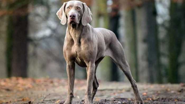 веймарская гончая - порода собак, которые развивают высокую скорость при беге