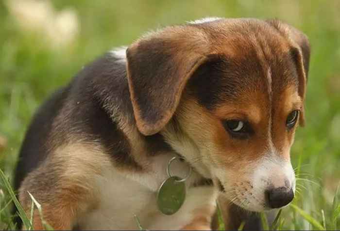 виноватая собака