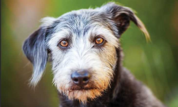 22 популярных заблуждения про собак заблуждения про собак