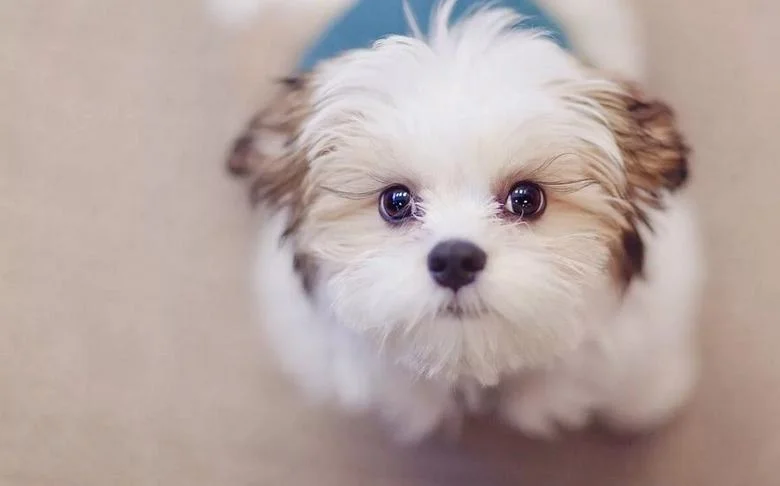 загадки для собак