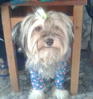 собачка Зосенька