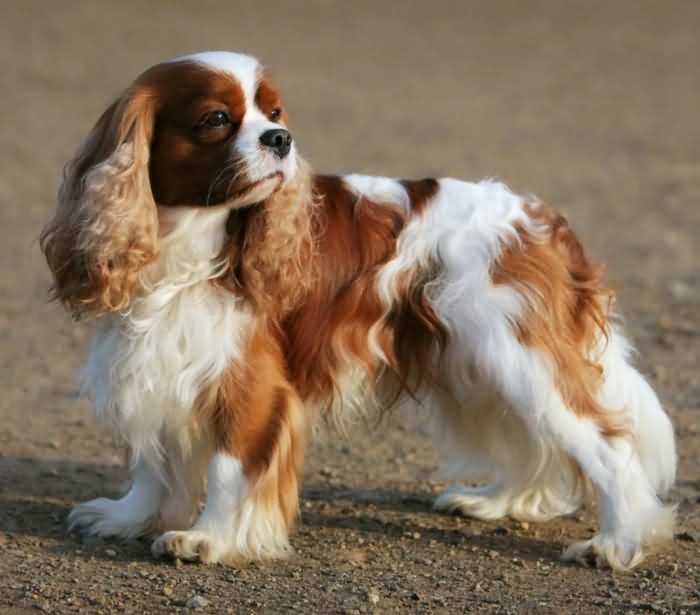 Идеальная порода для пожилого человека - ТОП-10