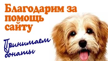 Как приучить собаку к кличке
