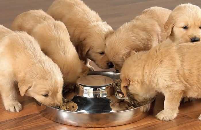 Сколько давать сухого корма собаке за один раз