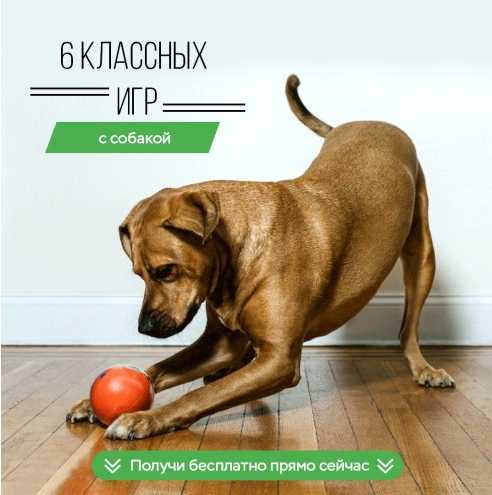 Как приучить собаку к кличке