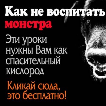 Как приучить собаку к кличке