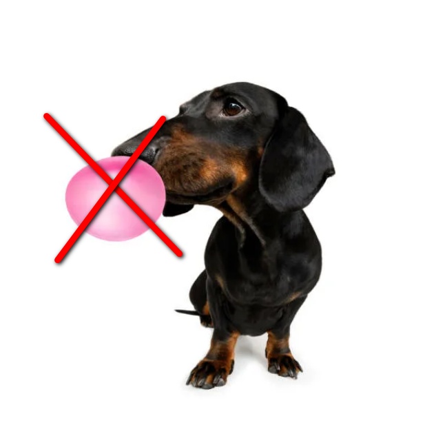 Собака съела жвачку. Собака съела жвачку. Собака щенок съела жвачку. Собака проглотила мячик попрыгун. Проги собака.